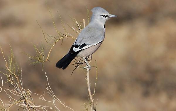 животные пустыни-Описания-названия-и-черты-пустынных-животных-35