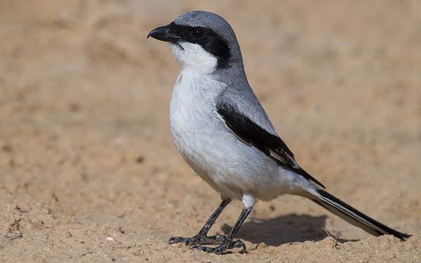 животные пустыни-Описания-названия-и-черты-пустынных-животных-36