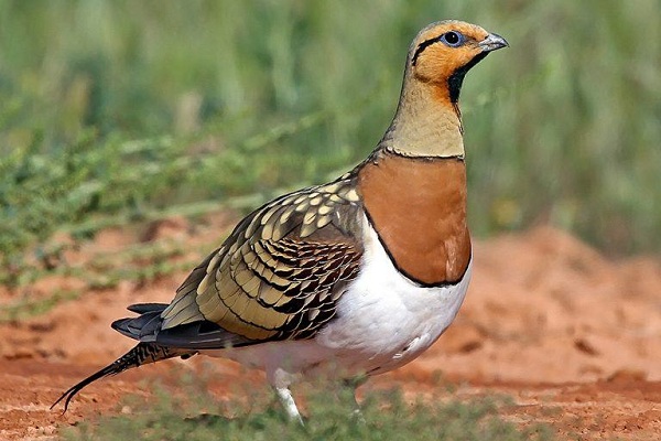 животные пустыни-Описания-названия-и-черты-пустынных-животных-38