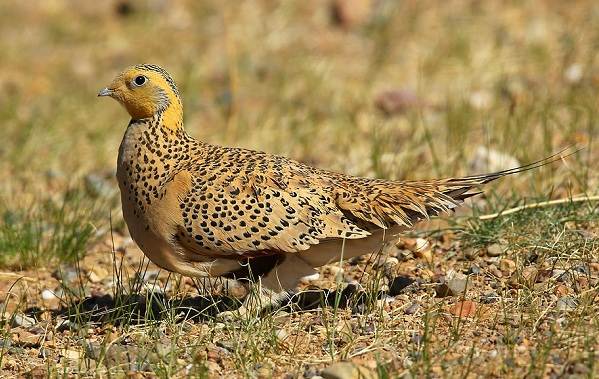 животные пустыни-Описания-названия-и-черты-пустынных-животных-39