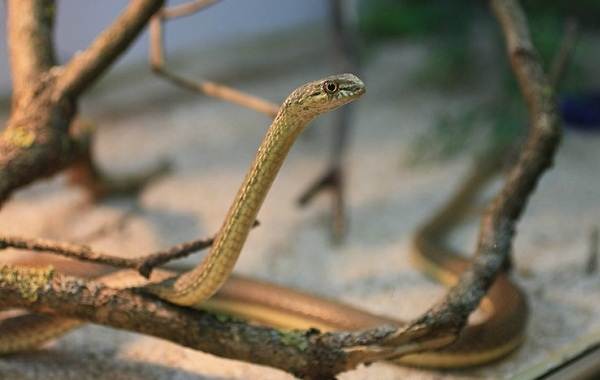 животные пустыни-Описания-названия-и-черты-пустынных-животных-41