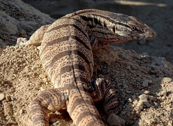 животные пустыни-Описания-названия-и-черты-пустынных-животных-43