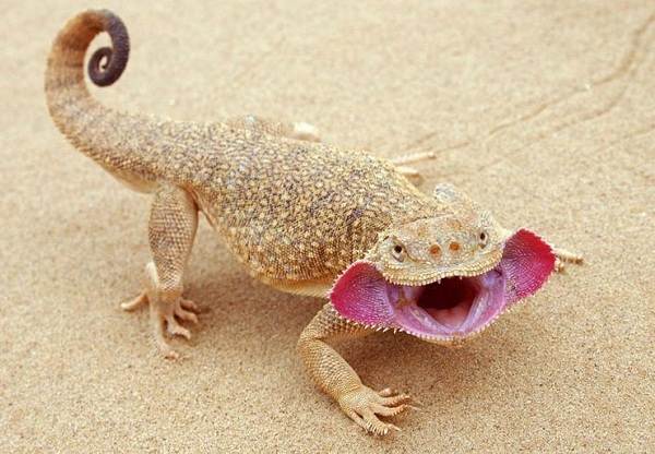 животные пустыни-Описания-названия-и-черты-пустынных-животных-44