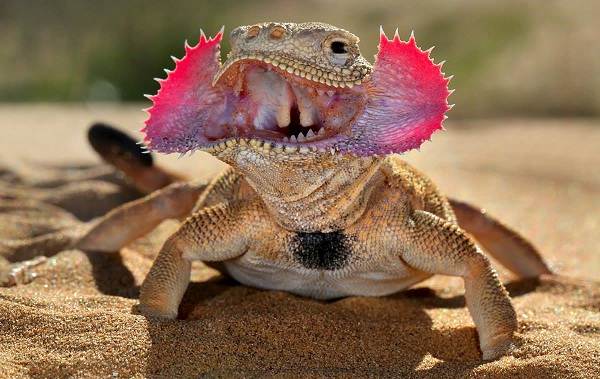 Животные-пустыни-Описания-названия-и-особенности-пустынных-животных-45