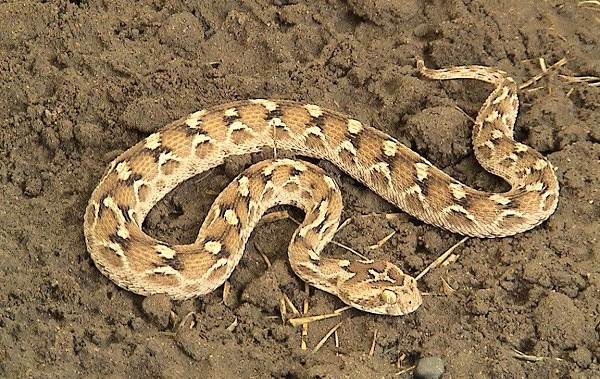 животные пустыни-Описания-названия-и-черты-пустынных-животных-46