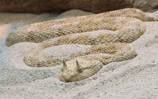 животные пустыни-Описания-названия-и-черты-пустынных-животных-47