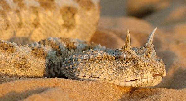 животные пустыни-Описания-названия-и-черты-пустынных-животных-48