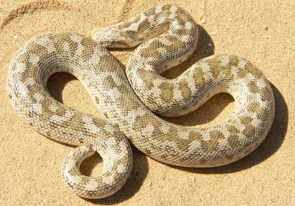 животные пустыни-Описания-названия-и-черты-пустынных-животных-49