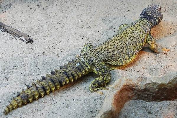 животные пустыни-Описания-названия-и-черты-пустынных-животных-50