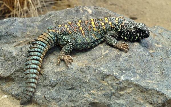 животные пустыни-Описания-названия-и-черты-пустынных-животных-51