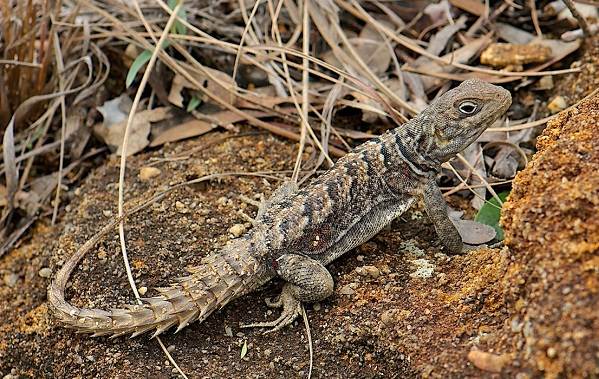 животные пустыни-Описания-названия-и-черты-пустынных-животных-52