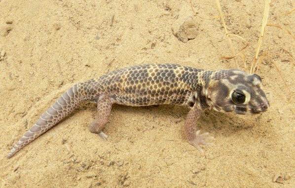 животные пустыни-Описания-названия-и-черты-пустынных-животных-53