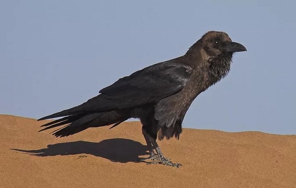 животные пустыни-Описания-названия-и-черты-пустынных-животных-65