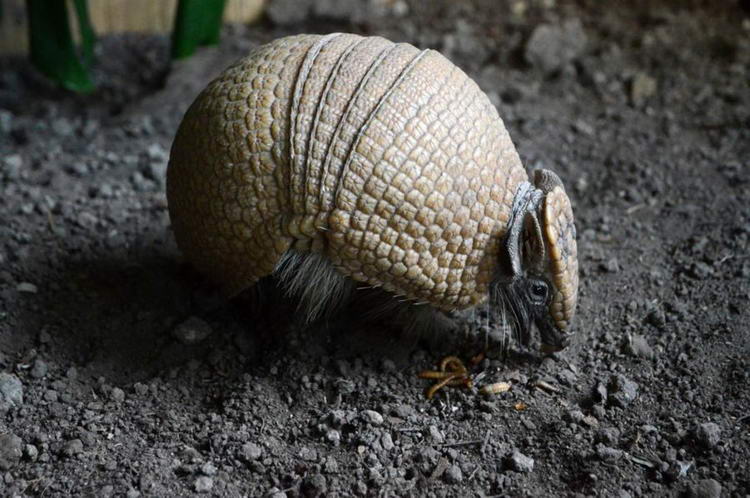 Броненосец - описание животного, где обитает, чем питается