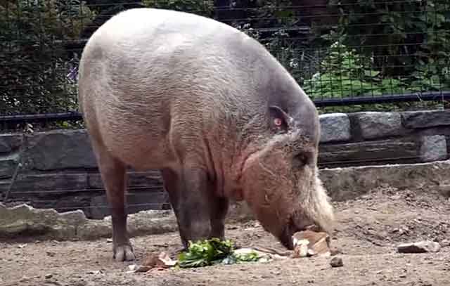 Они едят то, что находят