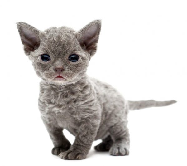 Котёнок, у которого только что открылись глазки