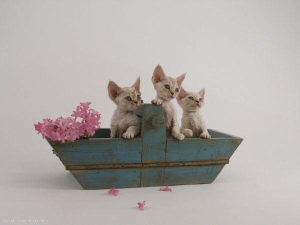 Котята девон-рекс в деревянном горшке