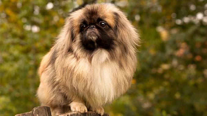 пекинес стандарт фото