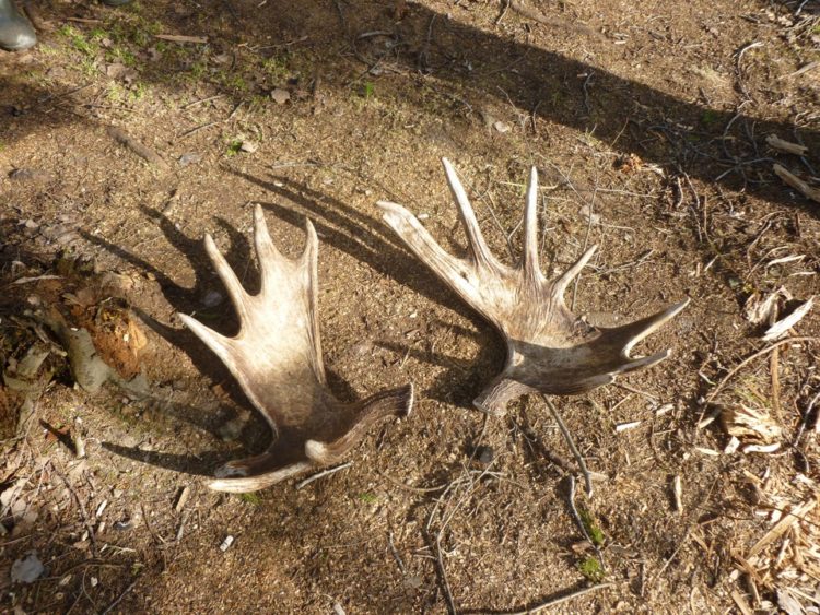 Лось: описание животного, особенности, виды, образ жизни