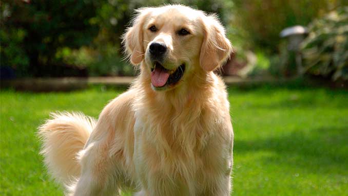 золотистый ретривер фото