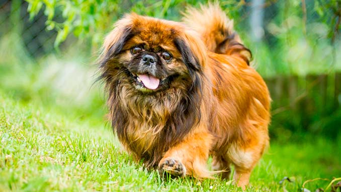 фото рыжего пекинеса