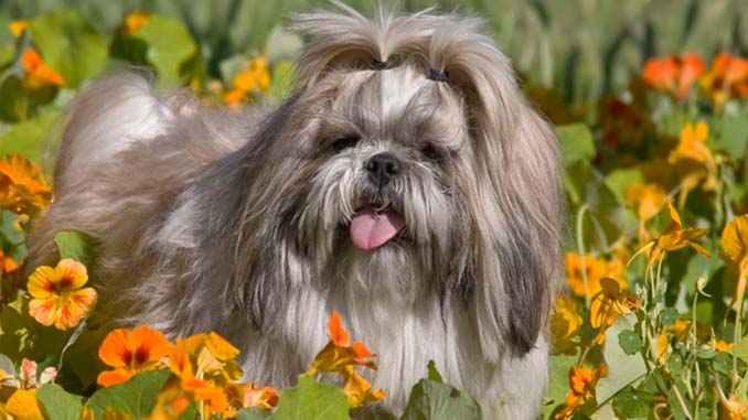 картинка породы ши тцу