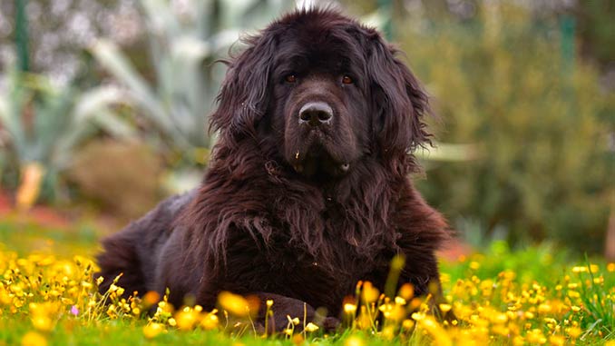 порода собак ньюфаундленд фото