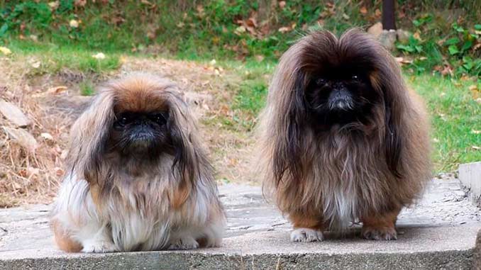 фото пары пекинесов 