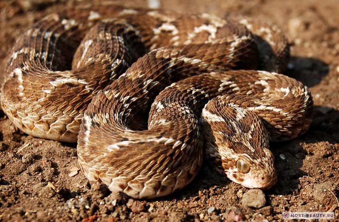 Австралийская шилохвость