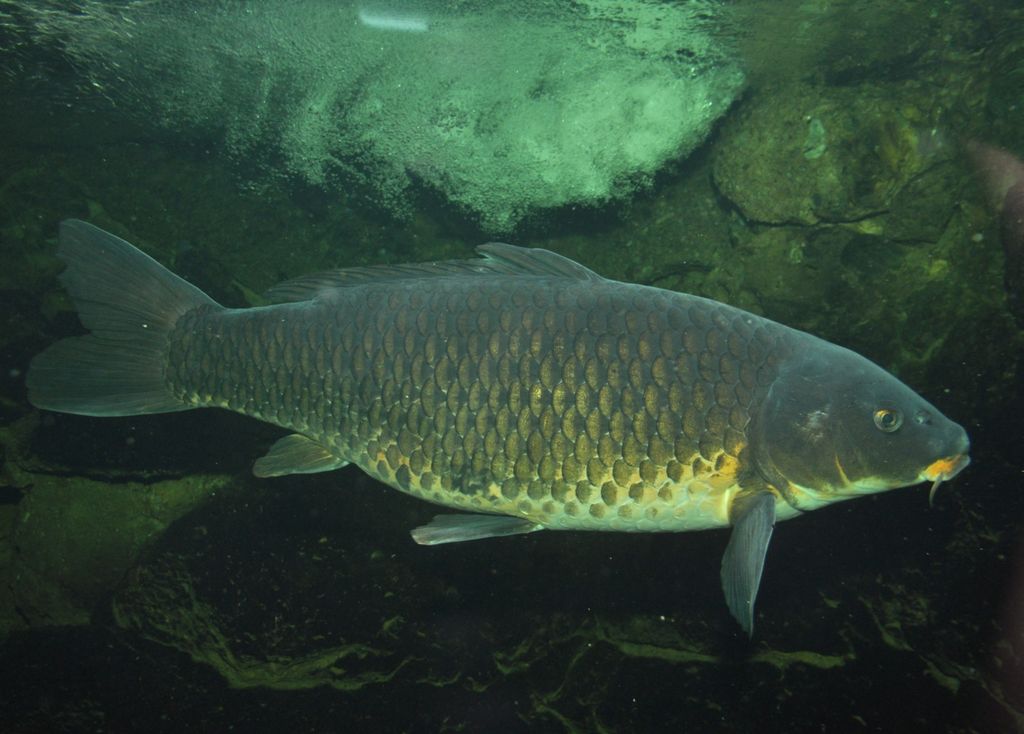 Чешуйчатый