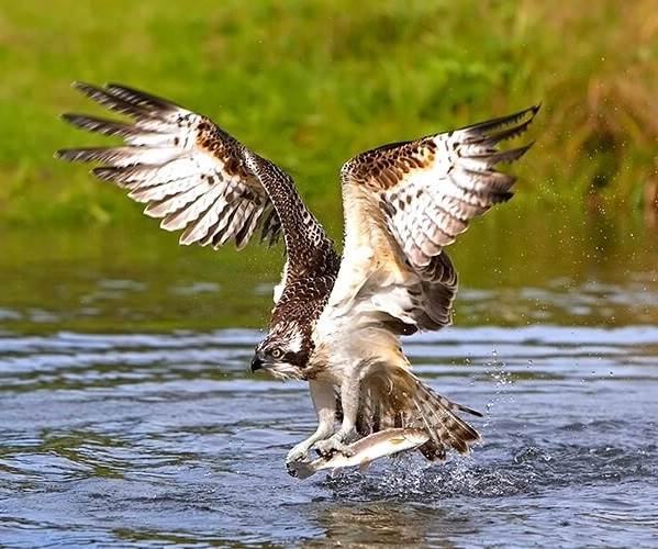 Скопа-птица-Образ-жизни-и-среда-обитания-птицы-скопы-11