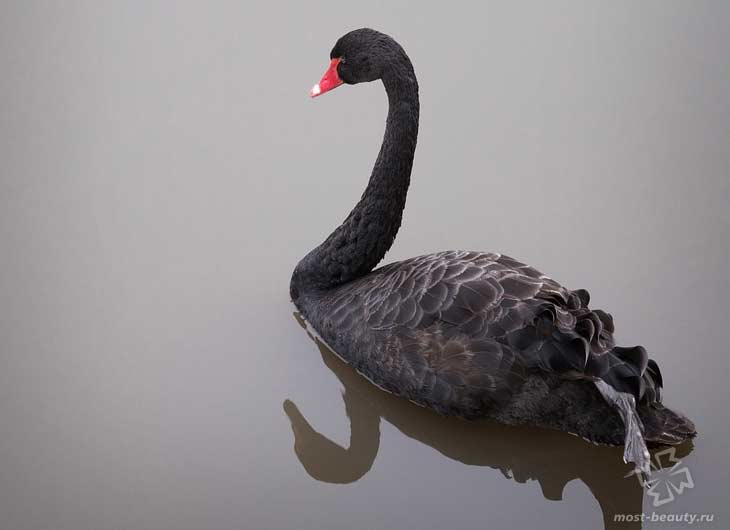 Черный лебедь. CC0