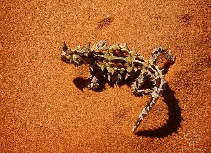 Шипастый дракон (Молох). CC0