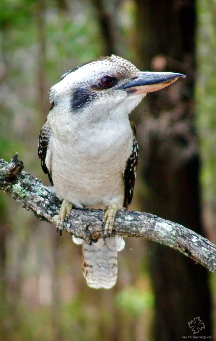 Смеющаяся кукабарра. CC0