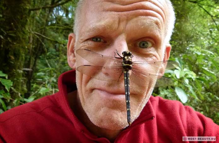 Петалура гигантская