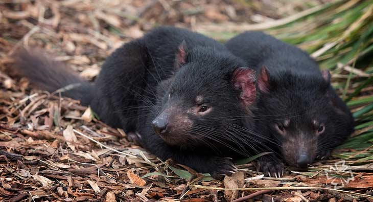 Мешковатый дьявол. CC0