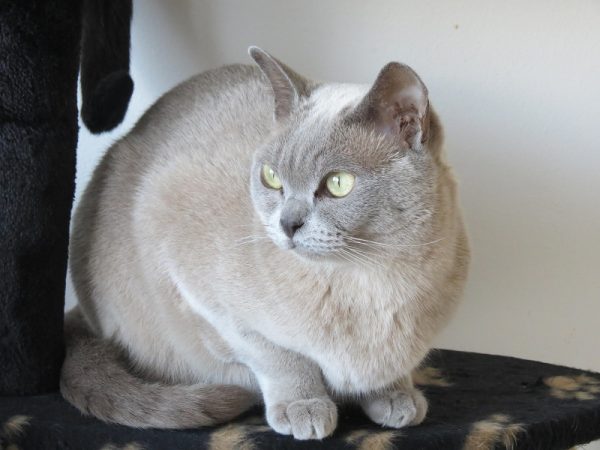 Американская бурма