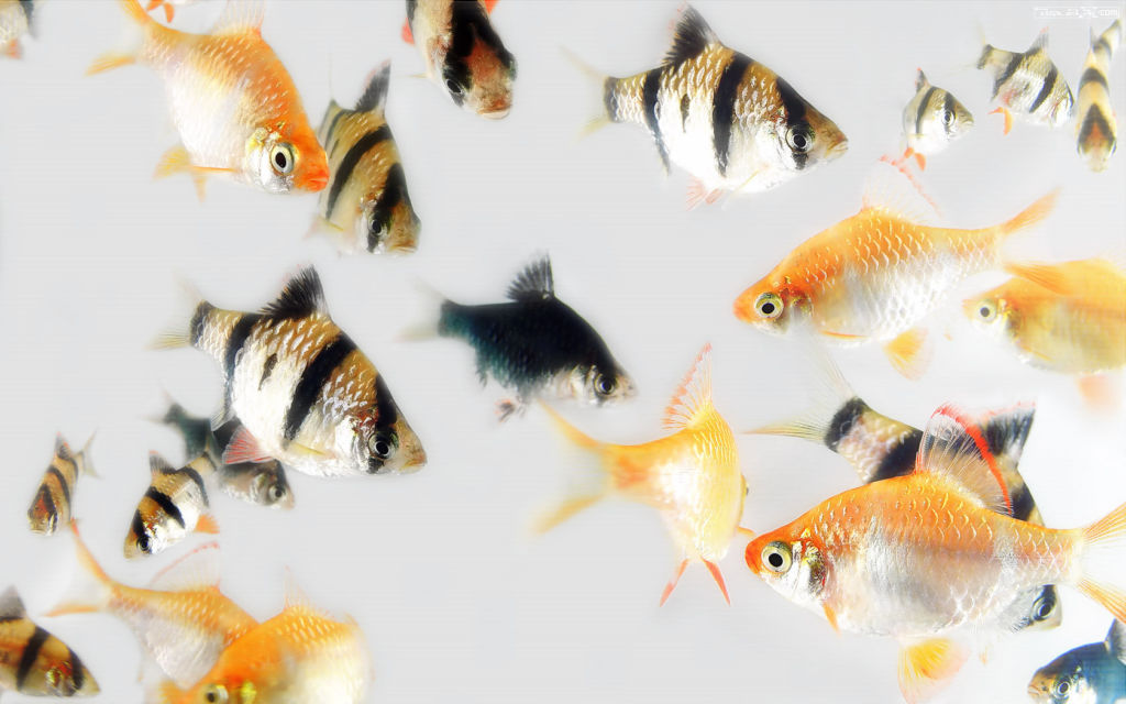 Стаей барбусы могут атаковать даже крупную рыбу