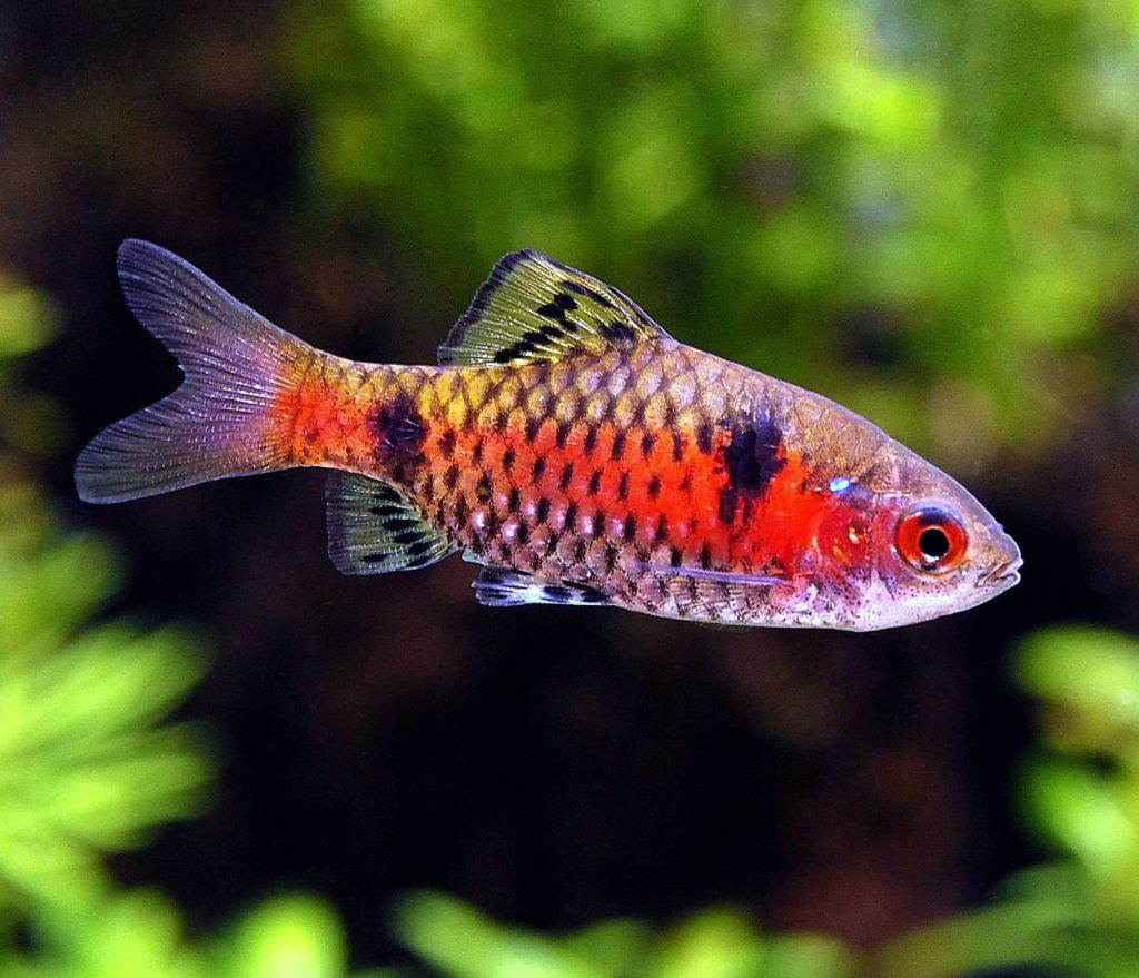 Алый Одесский