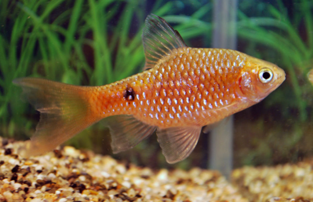 Огненный неоновый