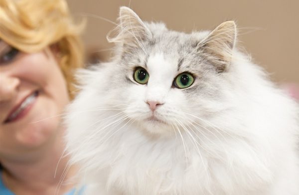 белоснежная норвежская лесная кошка