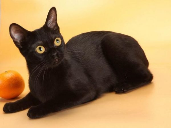 Бомбейская кошка рядом с апельсином на оранжевом фоне