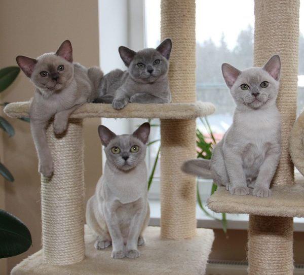 Бурманские котята