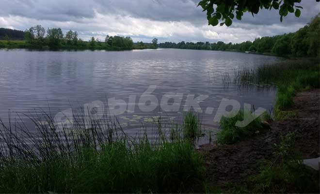 Рыбалка на сазана: снасти для ловли, на что клюет сазан, ловля на донку с берега, как поймать на спиннинг, поплавочную удочку