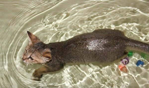 Хауси плавает в ванне