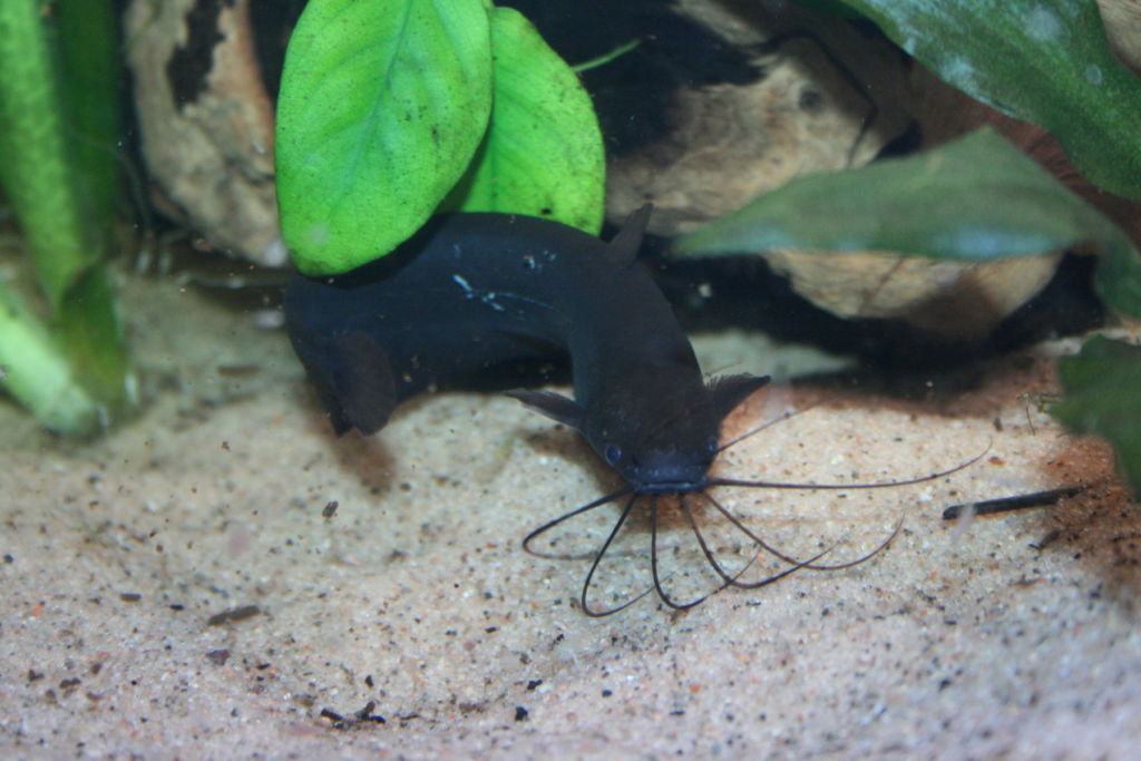 Мешкожаберный сом всеяден и употребит и животную и растительную пищу