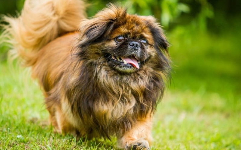 Сколько живут пекинесы