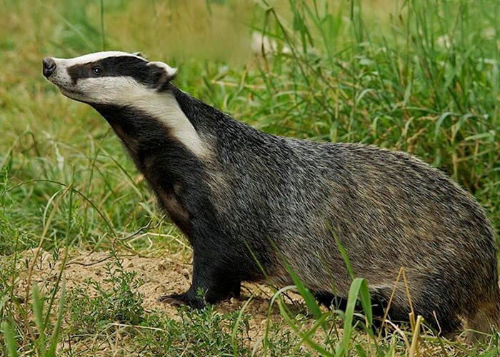 Животное барсук