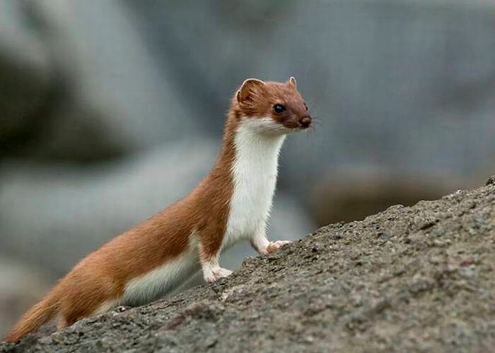 Животное горностай