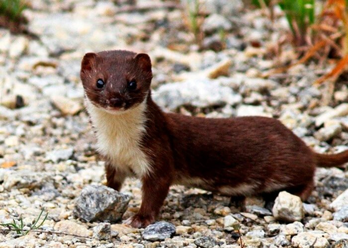 Животное ласка